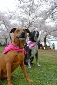 The dogs at the Cherry Blossom 2016