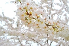 Cherry Blossom 2016