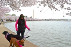 Washington Monument behind at the Cherry Blossom 2016