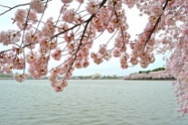 Jefferson Memorial Cherry Blossom 2016