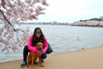 With Chloe at the Cherry Blossom 2016