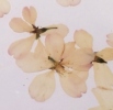 Cherry Blossom Pressed Flower - ICI DC.jpg
