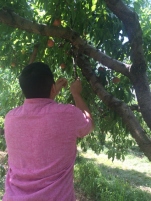 Using a stick for Peach Picking